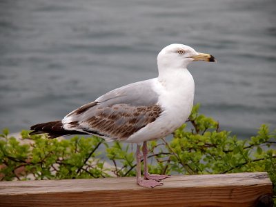 [Sea gull with a black mark near the end of its bill.]